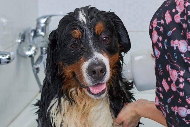 Best bathtub for Bernese Mountain Dogs