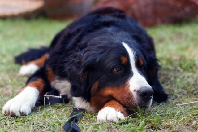 Best dog multivitamins for Bernese Mountain Dogs