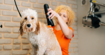 Best Blow Dryers for Dogs