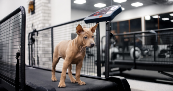 Best dog treadmills