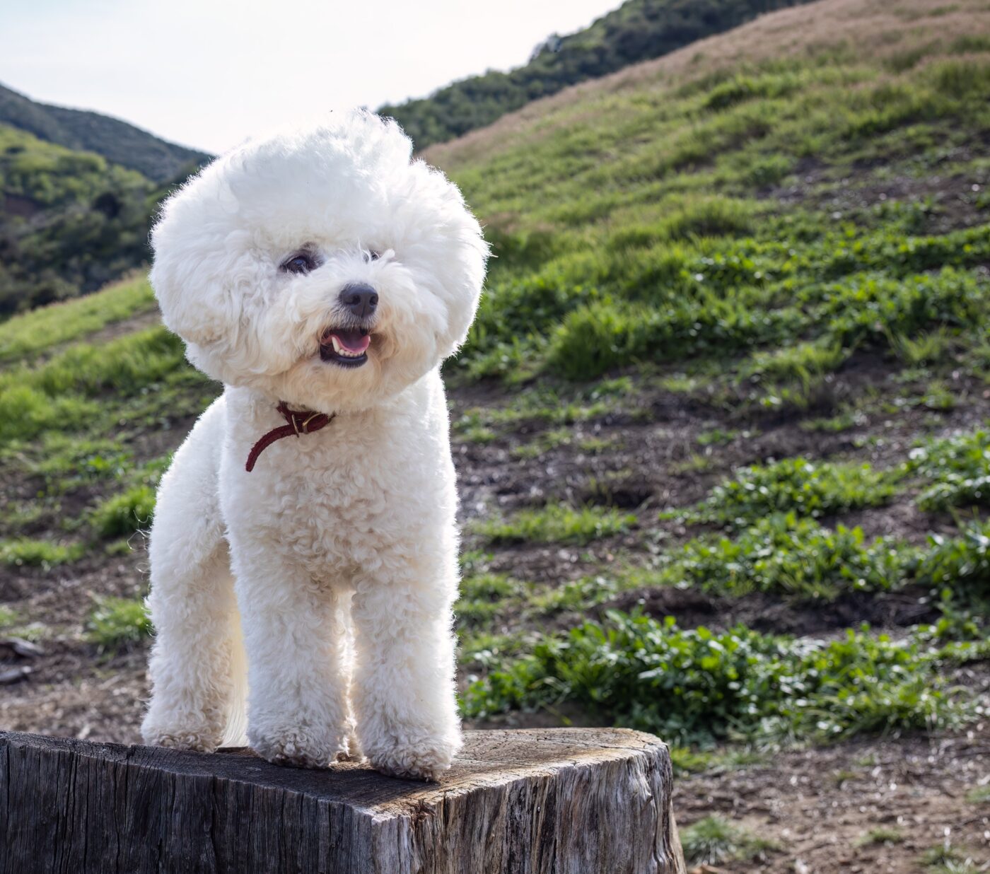 best weight loss supplements for Bichon Frises