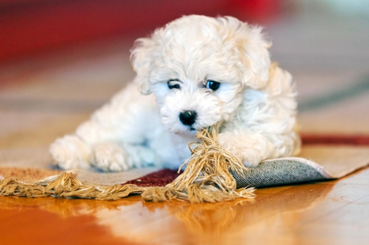 Frequently Asked Questions about Bichon Frises As Guard Dogs