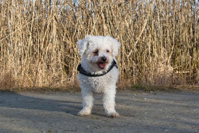 7 Best Dog Treadmill Products To Keep Your Bichon Frise In Shape