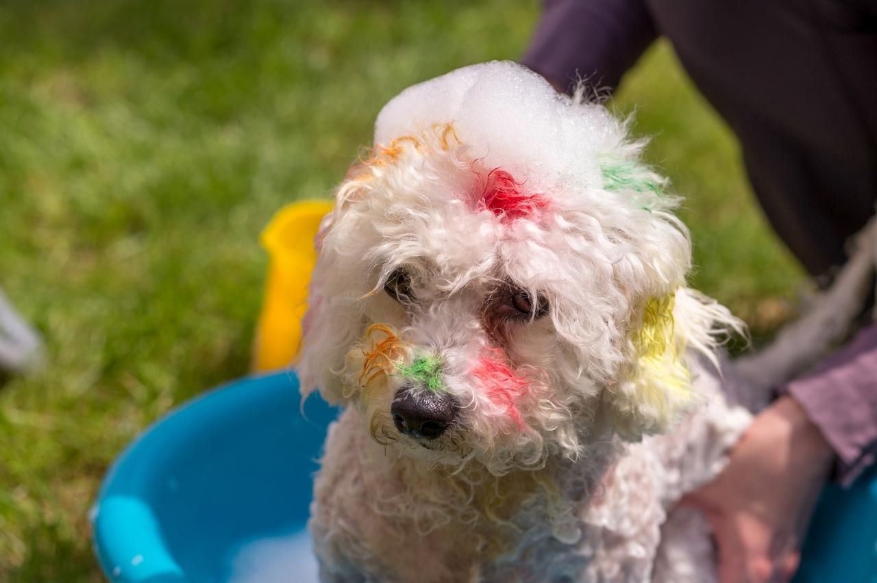 Best bathtub for Bichon Frises