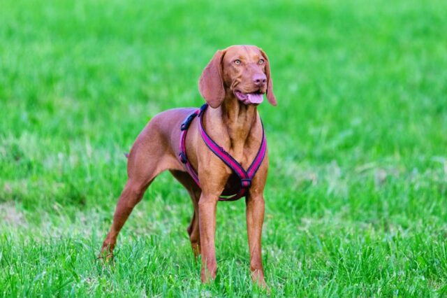 Best online dog training classes for Bloodhounds