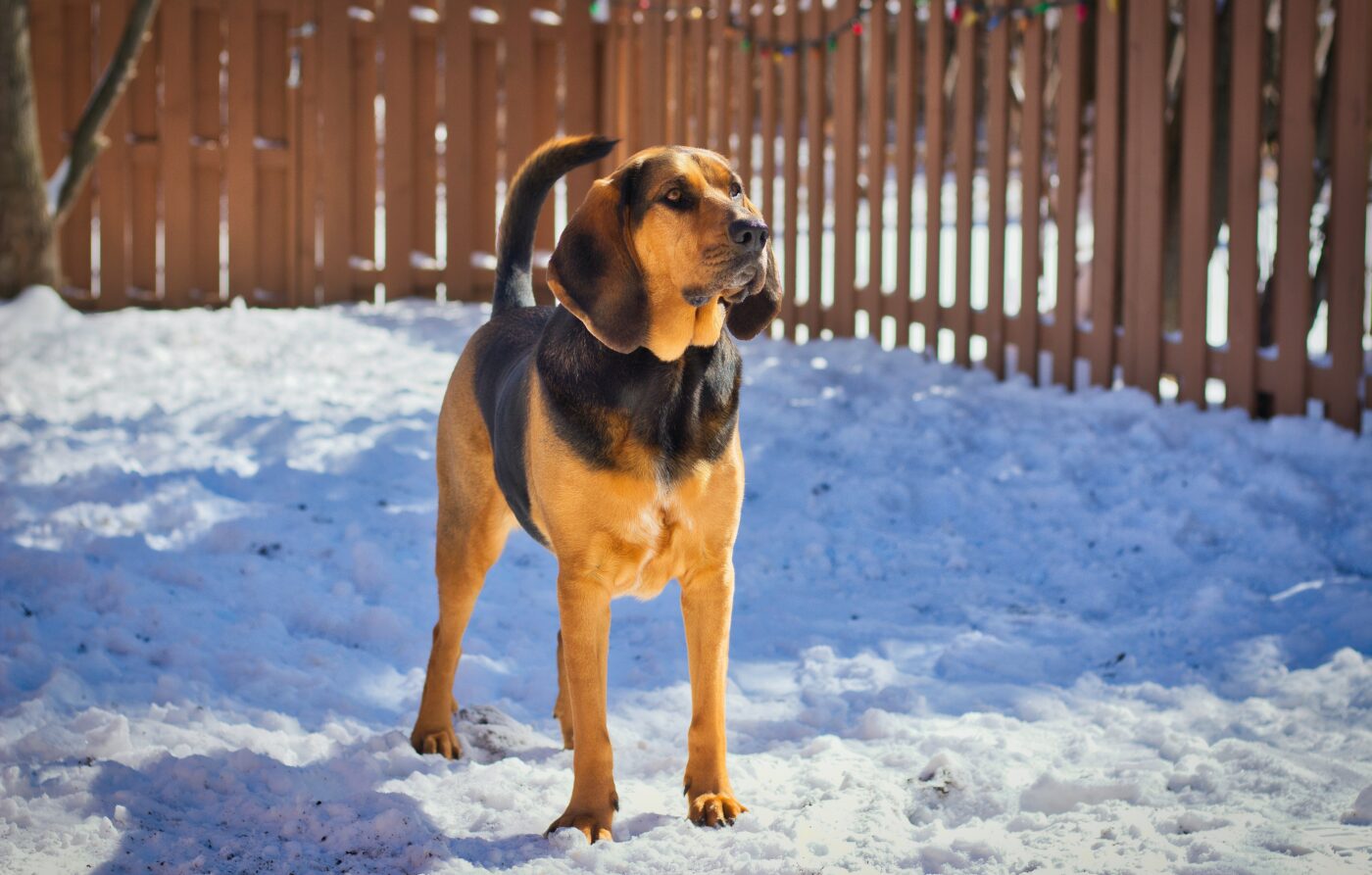 the best smart dog feeder for your Bloodhound