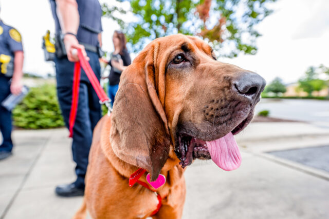 best weight loss supplements for Bloodhounds