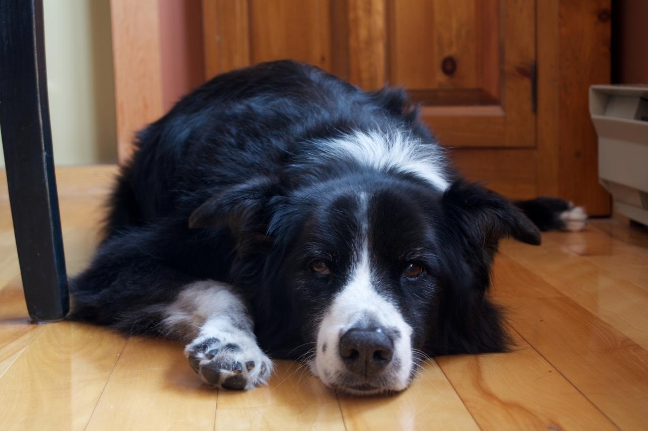 Best dog multivitamins for Border Collies