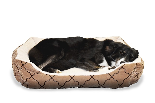 The Best Beds For Senior Border Collies