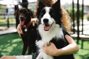 the best smart dog feeder for your Border Collie