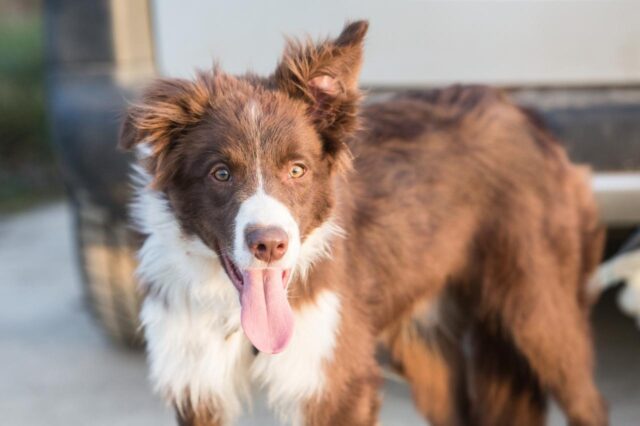 Best online dog training classes for Border Collies