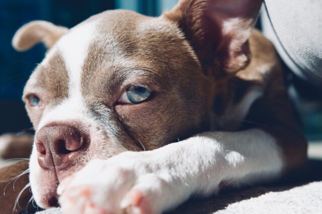 best weight loss supplements for Boston Terriers