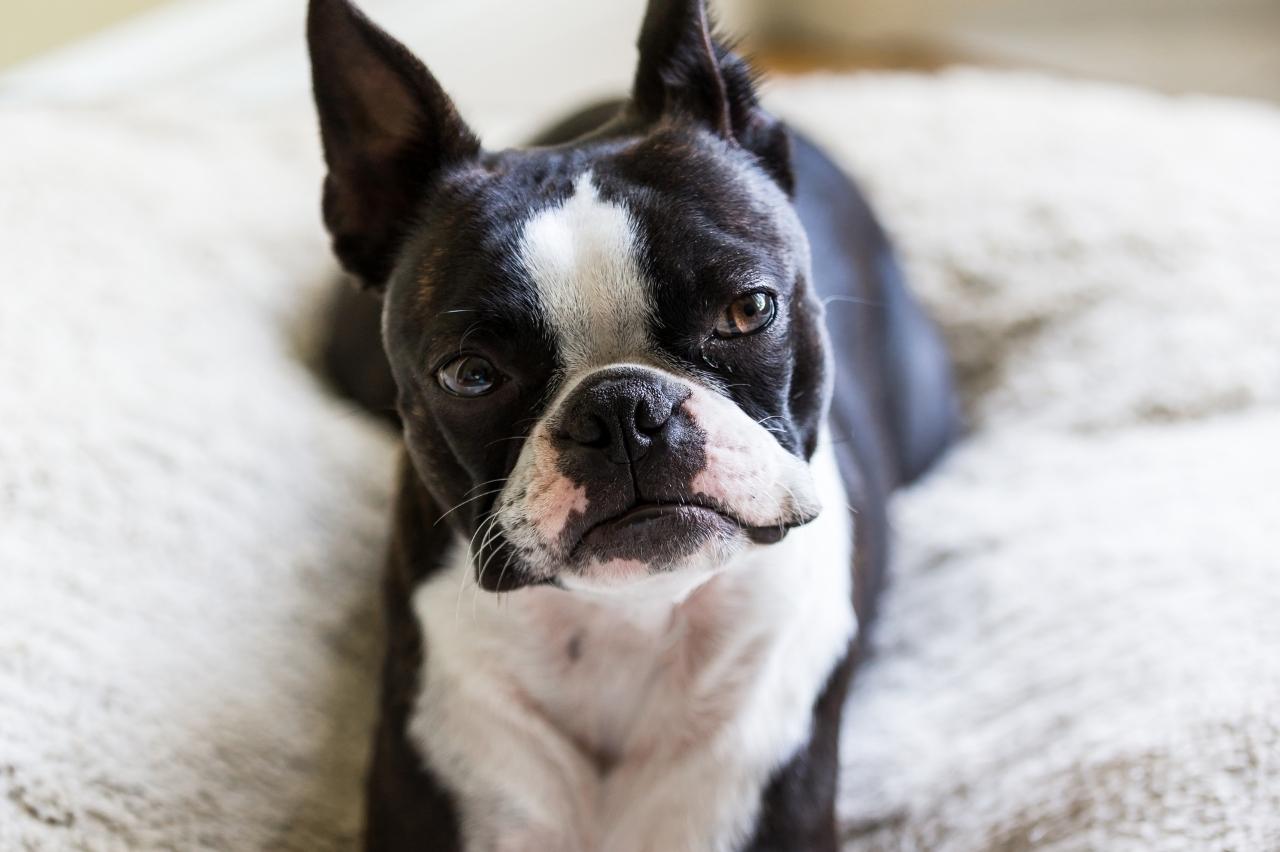 Best dog cameras for Boston Terriers