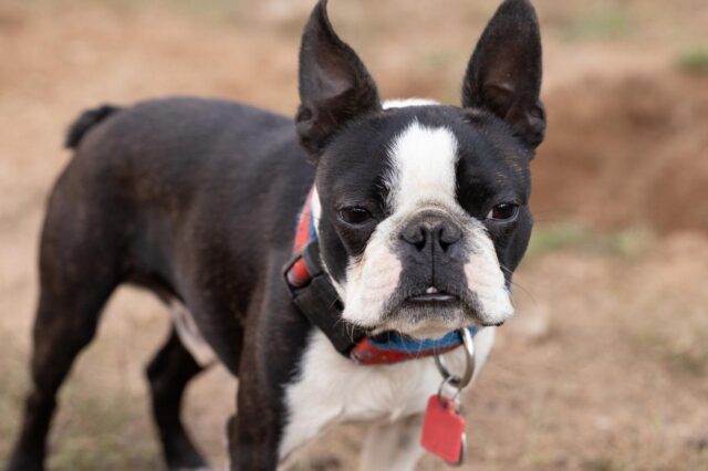 Best online dog training classes for Boston Terriers