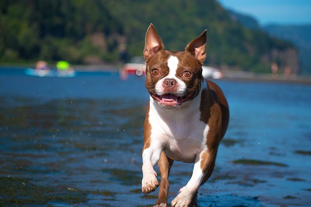 Best Dog Treadmill Products for Boston Terriers