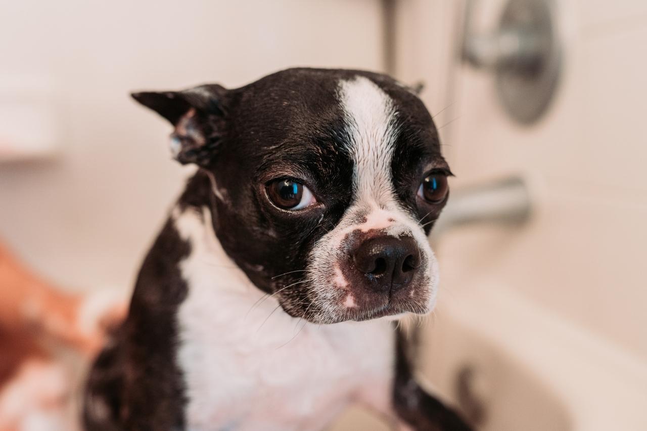 Best bathtub for Boston Terriers