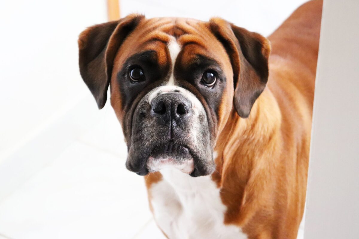 7 Best Dog Weight Loss Supplements for Boxers