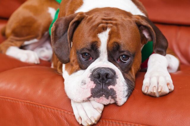 Best dog cameras for Boxers