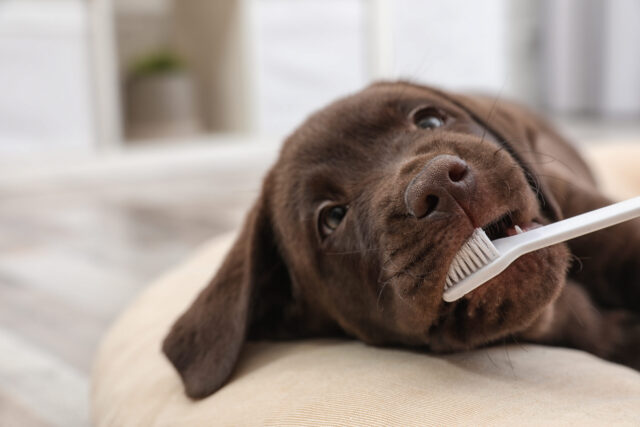 Brushing puppy teeth