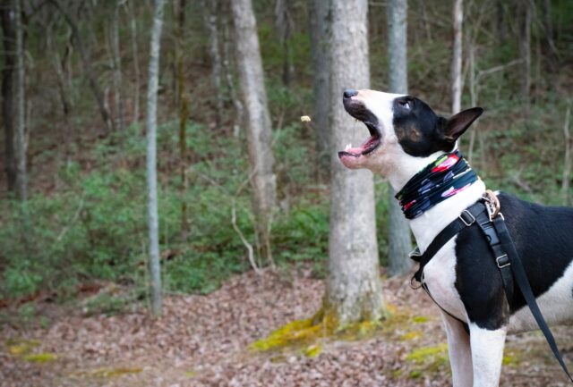 best weight loss supplements for Bull Terriers