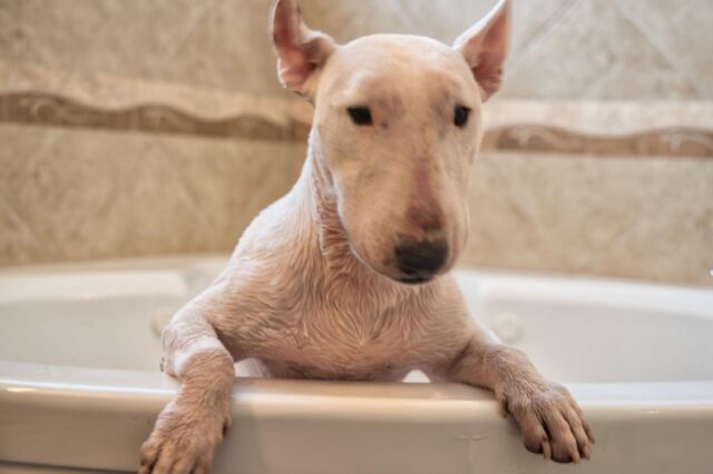 Best bathtub for Bull Terriers