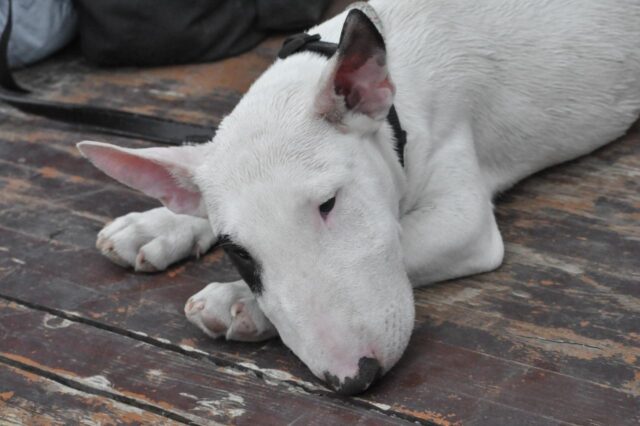 Best dog multivitamins for Bull Terriers