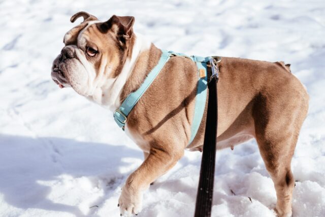 best weight loss supplements for Bulldogs