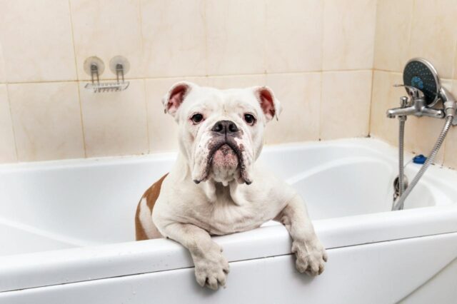 Best bathtub for Bulldogs