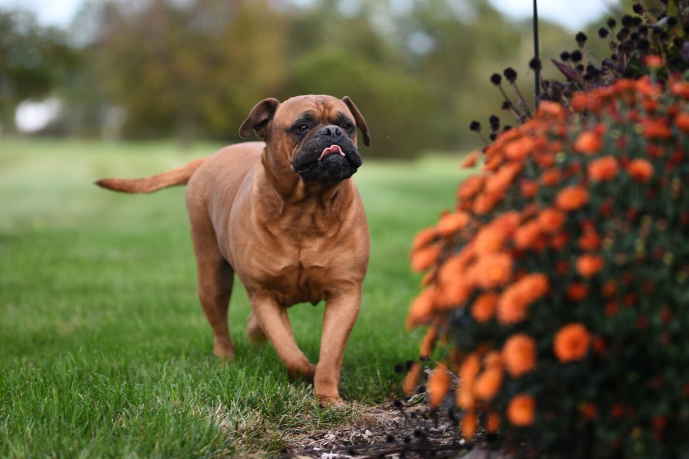 Les meilleurs suppléments de perte de poids pour votre Bullmastiff