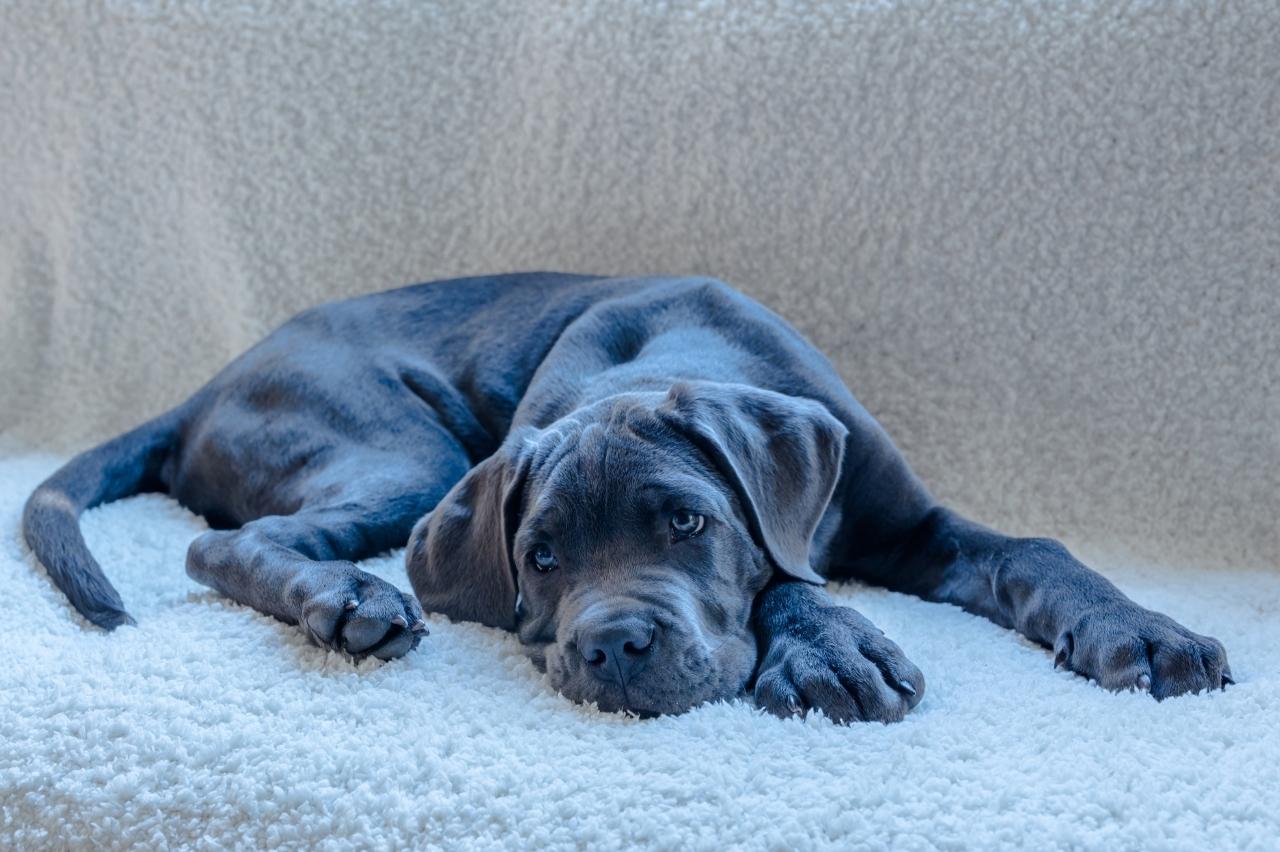 10 Best Dog Multivitamin Products for Cane Corsos