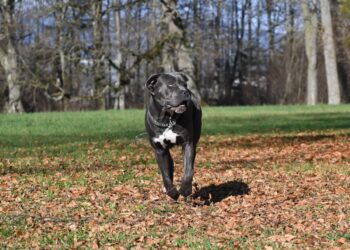 the best smart dog feeder for your Cane Corso