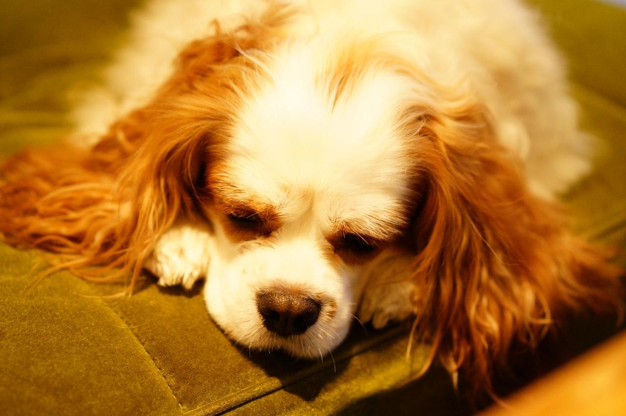 Best dog multivitamins for Cavaliers