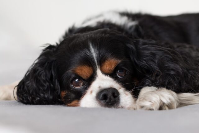 best weight loss supplements for Cavaliers