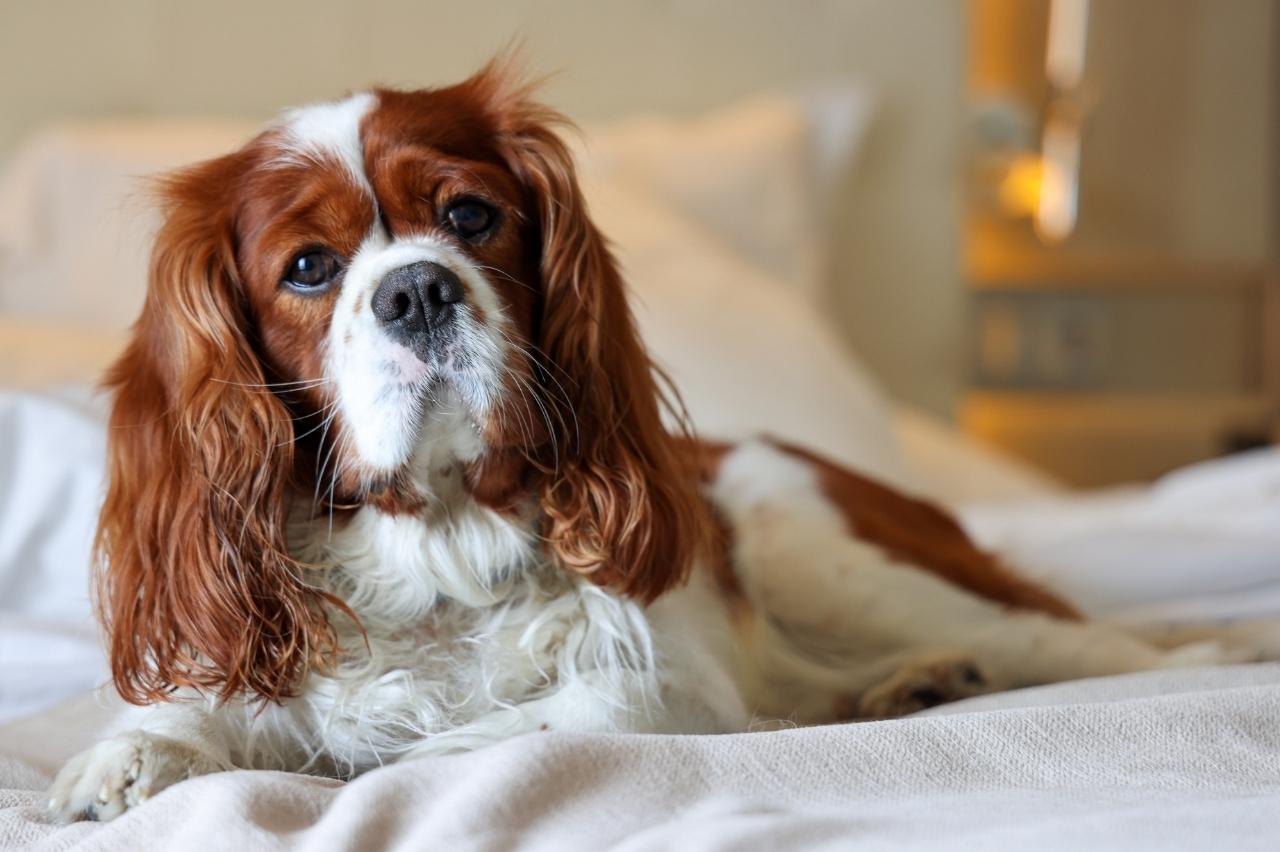 10 Best Dog Cameras for Cavaliers