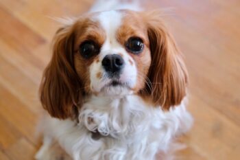 the best smart dog feeder for your Cavalier