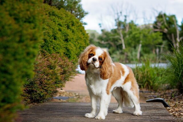 7 Best Dog Treadmill Products To Keep Your Cavalier In Shape