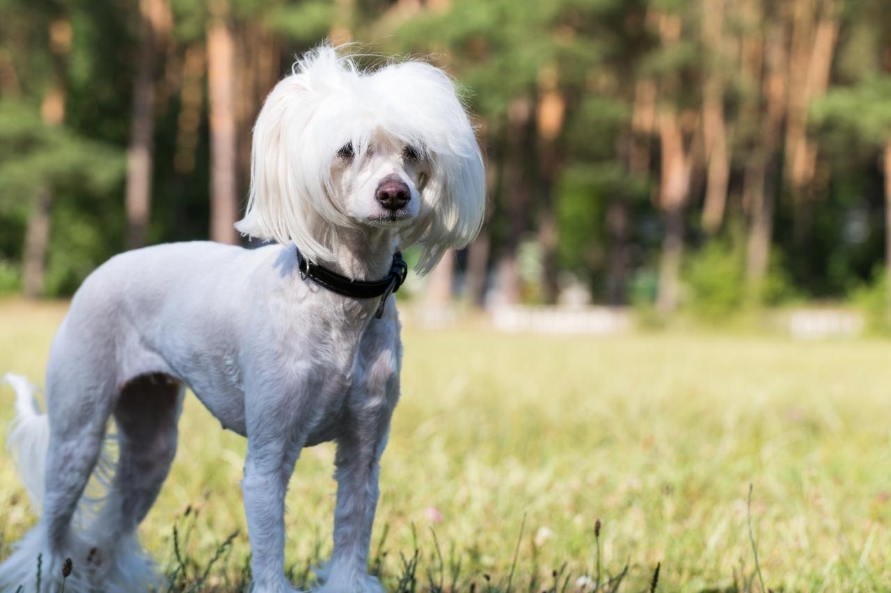 7 Best Online Dog Training Classes for Chinese Crested Dogs