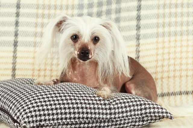 Best dog cameras for Chinese Crested Dogs