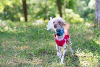 the best smart dog feeder for your Chinese Crested