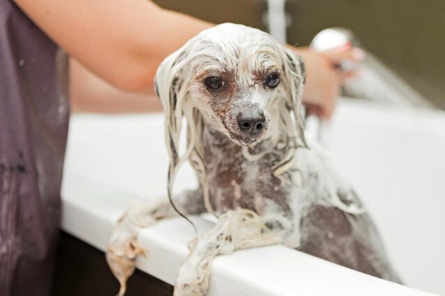 Best bathtub for Chinese Crested Dogs