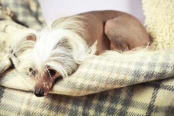 Best dog multivitamins for Chinese Crested Dogs