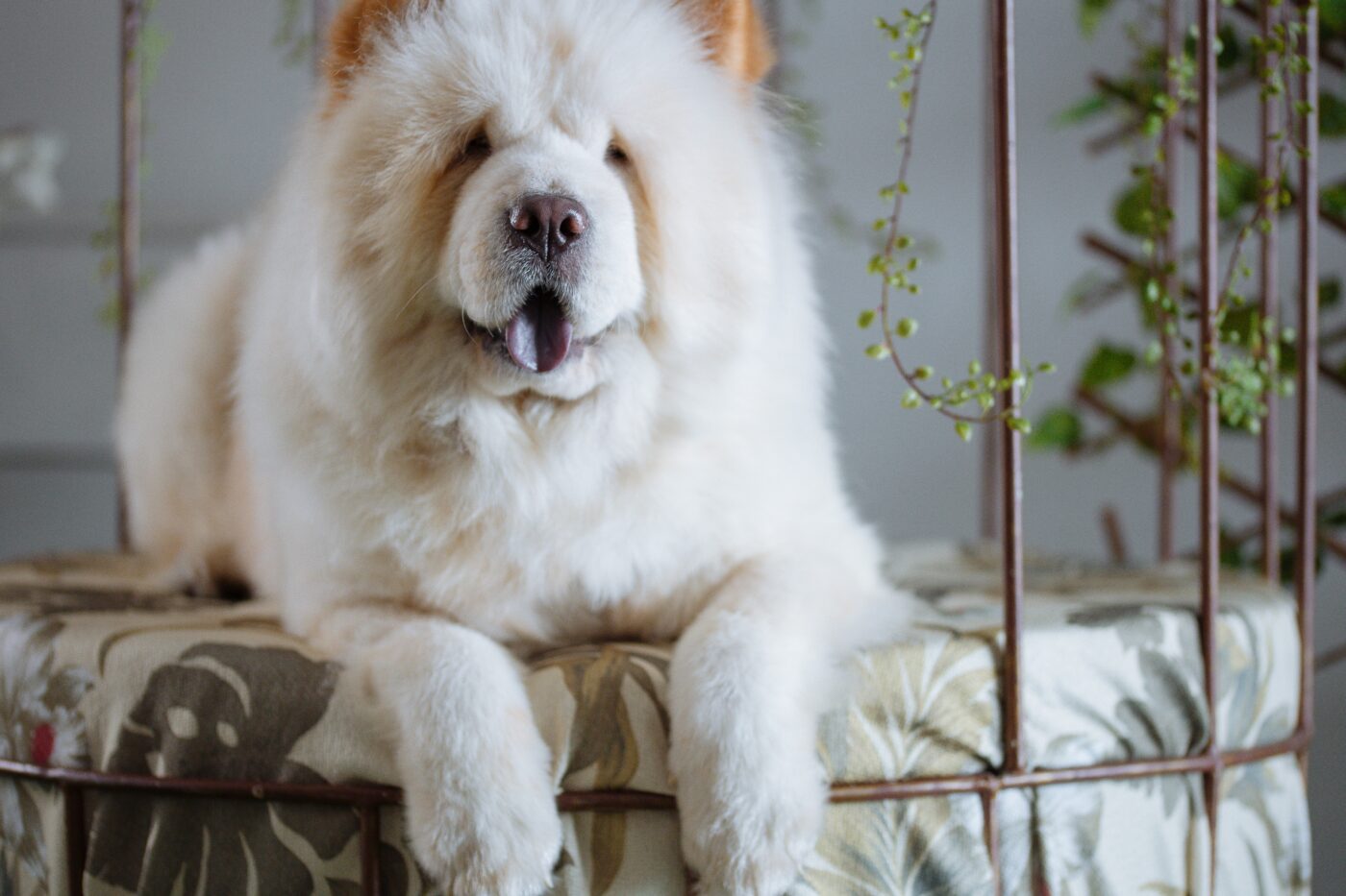 the best smart dog feeder for your Chow Chow