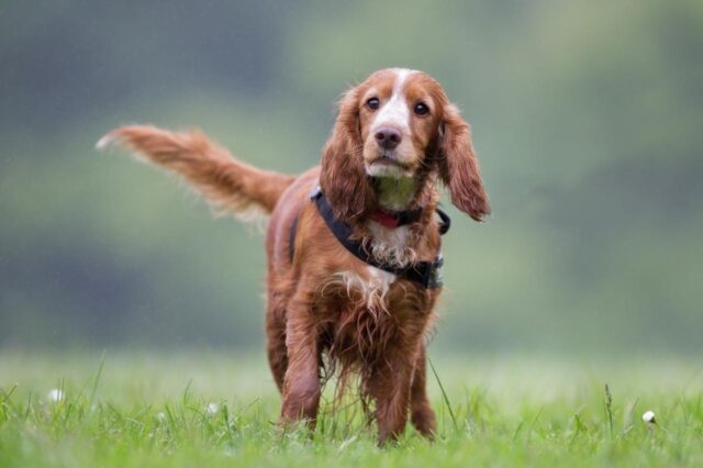 Best online dog training classes for Cocker Spaniels