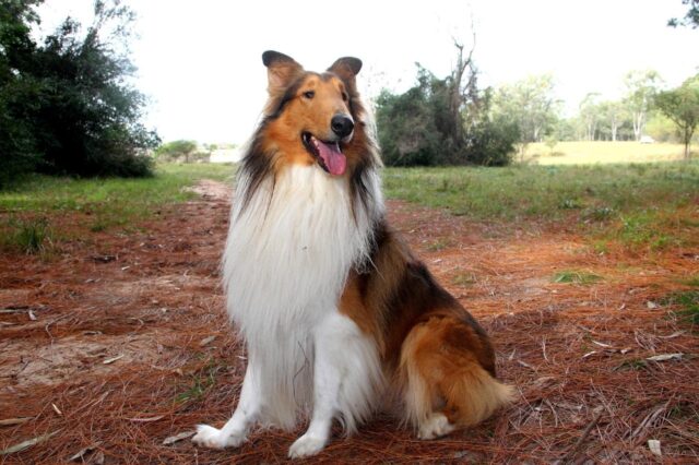 Best freeze dried dog food for Collies