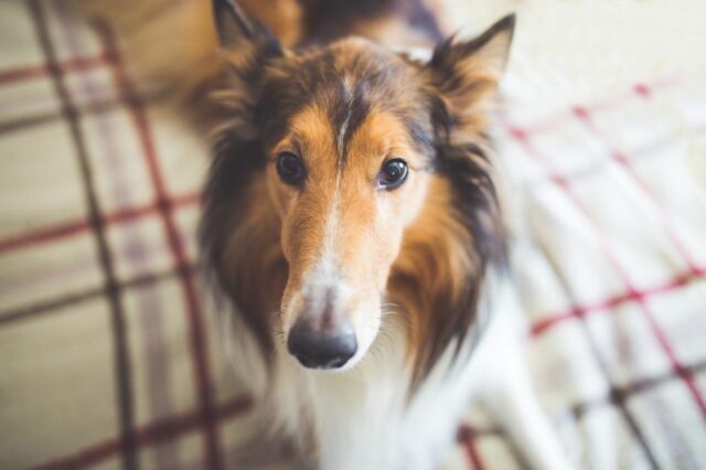 Best dehydrated dog foods for Collies