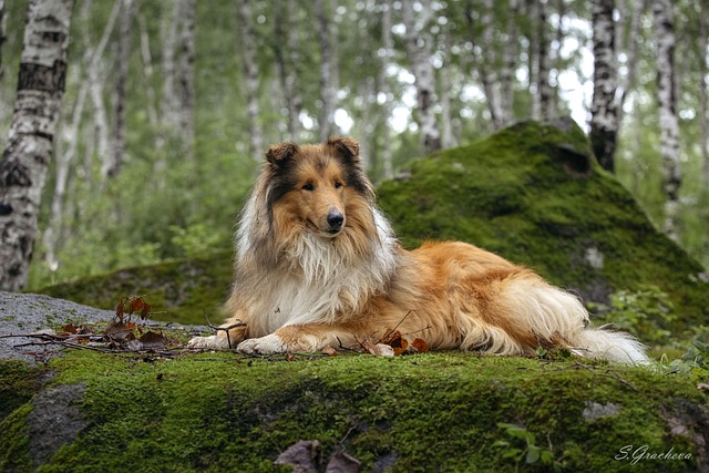 Best Beds For Senior Collies