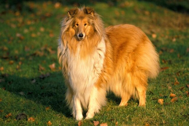 Best online dog training classes for Collies