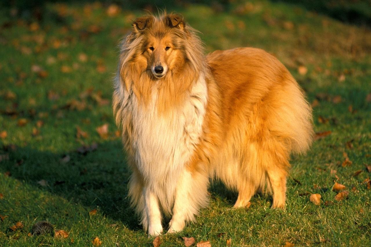 7 Best Online Dog Training Classes for Collies