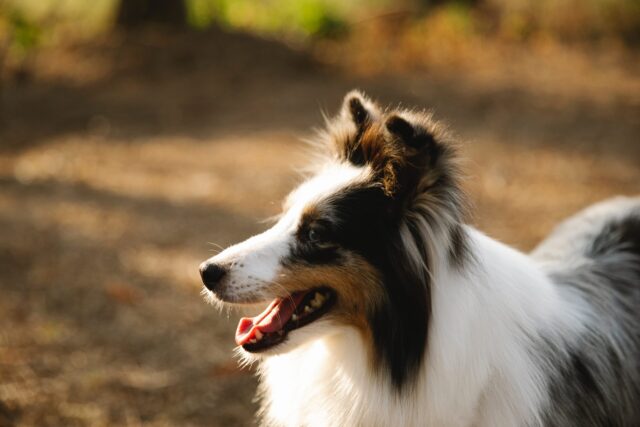 smart dog feeders for Collies