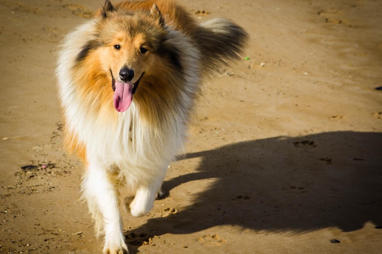 Are Shock Collars Good For Rough Collies